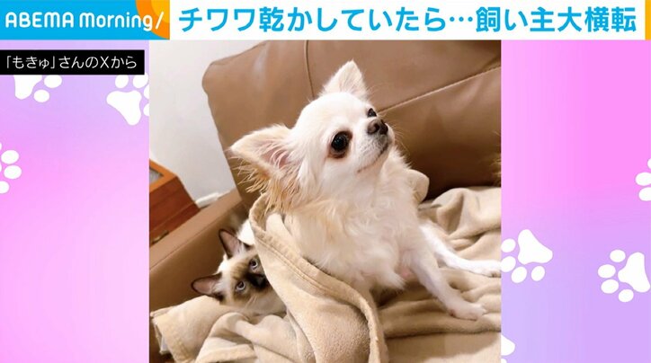 チワワの花ちゃんとシャム猫のリリちゃん