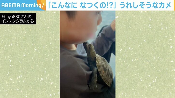 亀が飼い主めがけて猛ダッシュ ほっぺたをツンツンかまってアピールも 兄弟のような関係に視聴者ほっこり