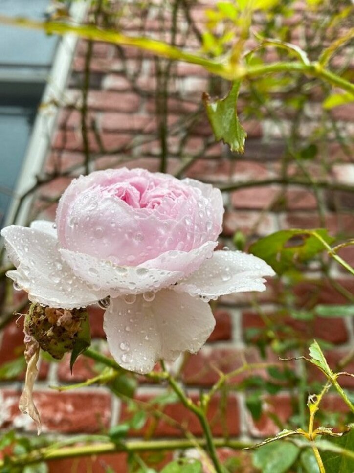 堀ちえみ、29年前の衝撃のニュースを振り返る「かなりのショックでした」