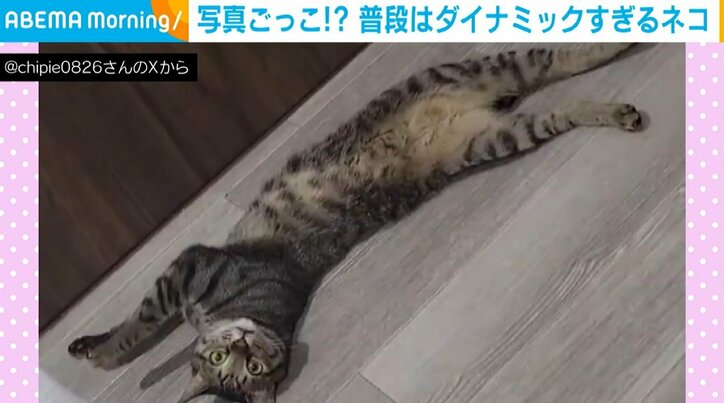 猫のおこめくん（6歳）