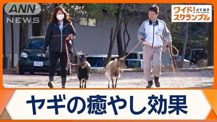 ヤギを飼う企業 従業員のストレス緩和へ 癒やし効果以外にも期待 飼育頭数年々増加