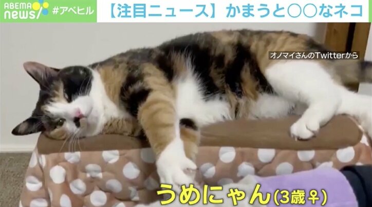どっちニャの？ 気まぐれな猫をほったらかした結果…怒った顔もかわいい！