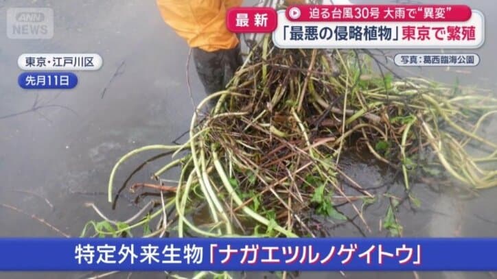 葛西臨海公園内の海岸で発見された