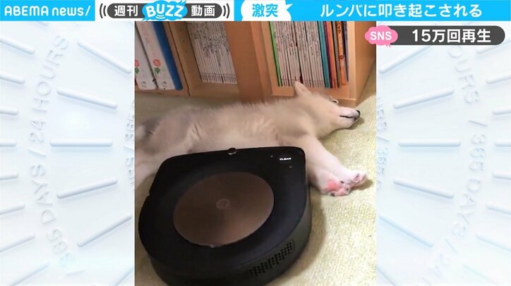 「起きて 遊んで～」ルンバが子犬に“波状攻撃”でおねだり 叩き起こされ“キョトン”顔
