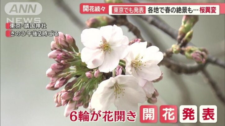 6輪が花開き