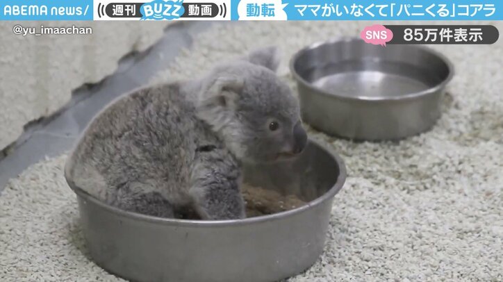 コアラ