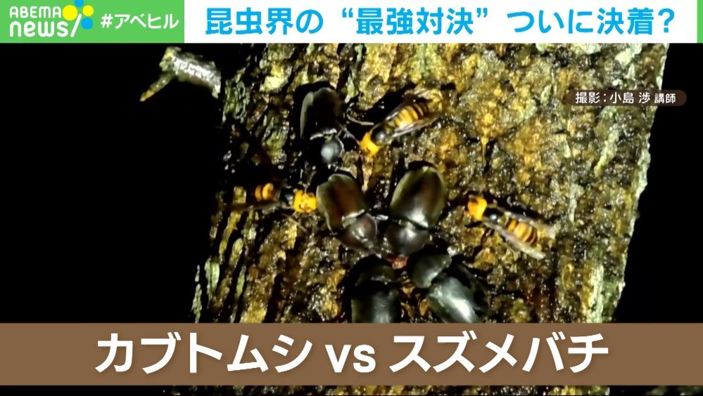 カブトムシvsオオスズメバチ 樹液の縄張りを巡る 昆虫界最強 同士の戦いがついに決着 Abema Times Goo ニュース