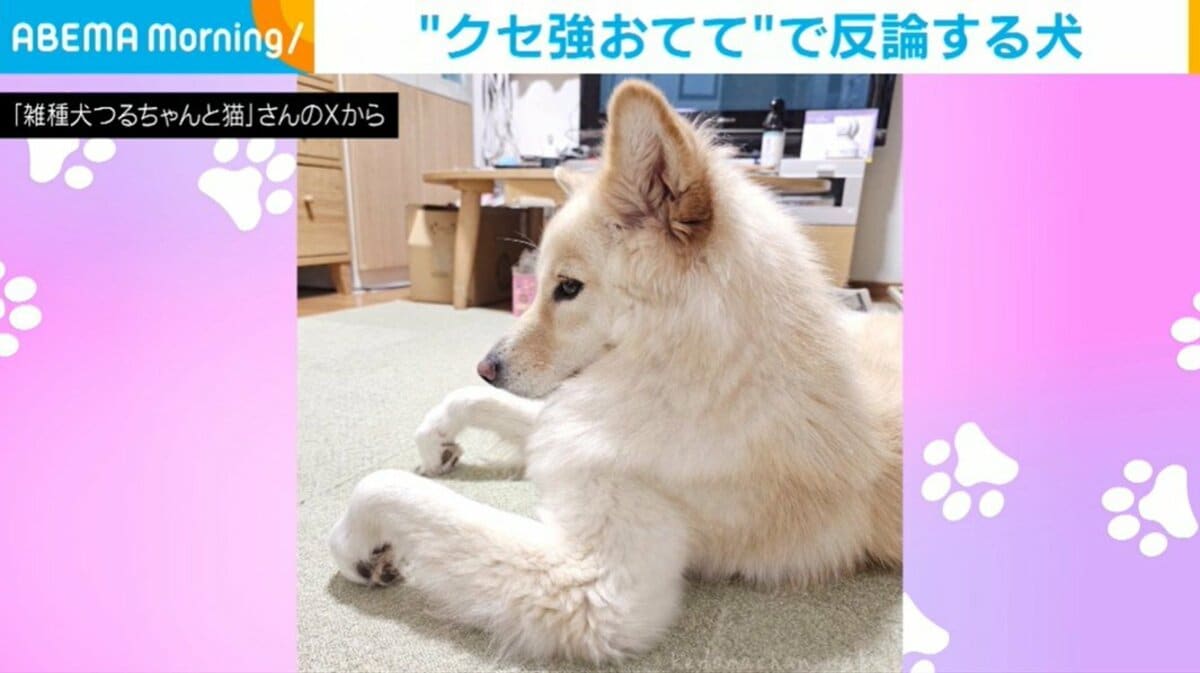 おやつ断られてフンッ！不服そうな犬の“クセ強おてて”に「強い意思を