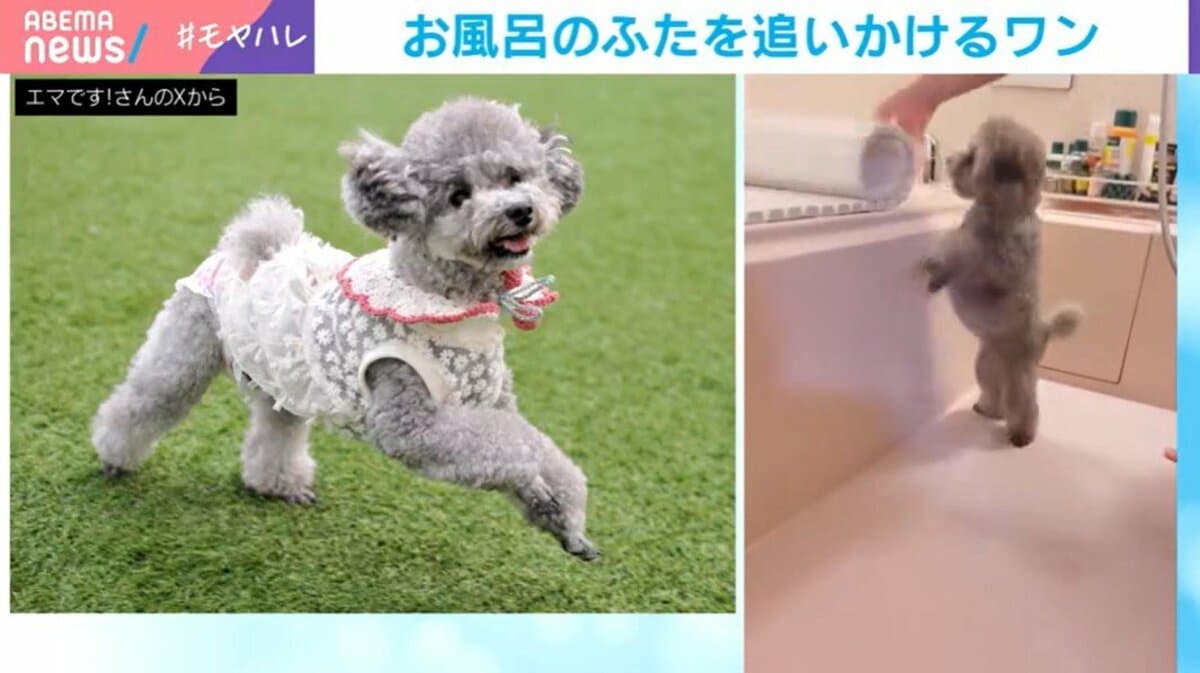 完璧な“二度見”！お風呂のふたを追いかけるトイ・プードルの姿に