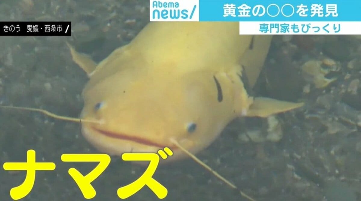 専門家も驚く 黄金のナマズ 魚の中には成熟後に性転換する種も 遺伝子の不思議 国内 Abema Times