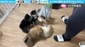 もはや“犬じゃらし”…ホウキに群がる子犬たちに「お掃除、終わらんね…」「一人だけチリトリに夢中なおっとりさん（笑）」と反響