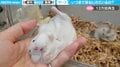 「いつまで体捻れてるんですか」静止画のようにピクリともしないハムスターに飼い主ツッコミ
