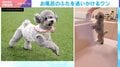 完璧な“二度見”！お風呂のふたを追いかけるトイ・プードルの姿に「かわいすぎて永遠に見ていられる」と反響