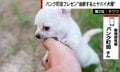 可愛いけど“じつは狂暴”な犬種ベスト3 動物研究家「ドーベルマンの比じゃない」と指摘する犬種も