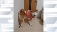 前足でドアを閉めて “ドヤ顔”の柴犬