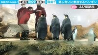 【映像】3羽のペンギンが見せた珍行動