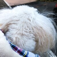 堀ちえみ『ちかちゃん入院』