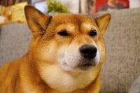 尾形あい『免許更新の写真って』