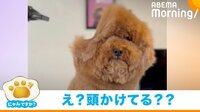 【映像】ホワホワの“丸い頭”が可愛い犬の激変具合に悶絶の声