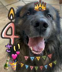 假屋崎省吾『今日は愛犬レオン君の４歳の誕生日です』
