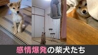 「苦行すぎる…」犬好きが悶絶！ 懐に潜り込んで“クゥ～ン” 仕事中の飼い主を瞬殺する柴犬の甘え声