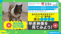 【映像】リアルすぎる“犬の着ぐるみ”が動く様子
