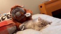 【映像】眠る子猫を優しくなでるオランウータン