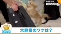 【映像】スーツケースを開ける前から大興奮な犬