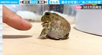 アゴの肉をツンツンされたカエルのリアクション動画が383万回再生！ 「イタズラしたくなる」共感の声 【ABEMA TIMES】