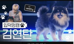 “BTS・Vの愛犬”がチッケムデビュー「ついに出た」「ヨンタンかわいい」の声