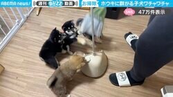 もはや“犬じゃらし”…ホウキに群がる子犬たちに「お掃除、終わらんね…」「一人だけチリトリに夢中なおっとりさん（笑）」と反響