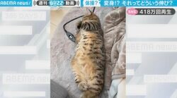ラジオ体操の夢でも見てるの？猫が見せた不思議な“伸び”ポーズ