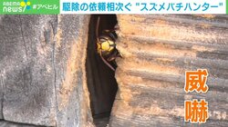 夜間でも活発動くモンスズメバチ 神社に2つの巣を作る スズメバチハンターが奮闘