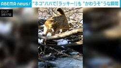 アムールヤマネコが“ネコババ”!? そろり…と近づき一瞬で横取りカワウソの魚を奪う瞬間 ロシア