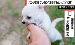 可愛いけど“じつは狂暴”な犬種ベスト３ 動物研究家「ドーベルマンの比じゃない」と指摘する犬種も