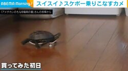 カメちゃん速っ!? “プロ級”にスケボーを乗りこなす姿に「乗りこなしてる」「うさぎさんに勝ちに行くスタイルw」と爆笑の声