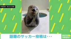 日本代表を応援するラッコ “パチパチ”拍手からの決めポーズに「世界一可愛いサポーター」「めっちゃキメ顔」と悶絶の声