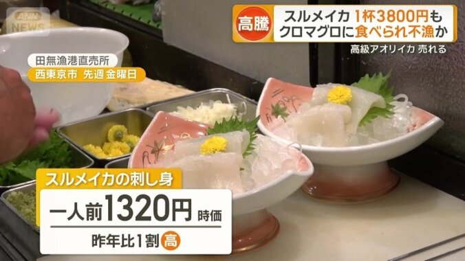 スルメイカの刺し身