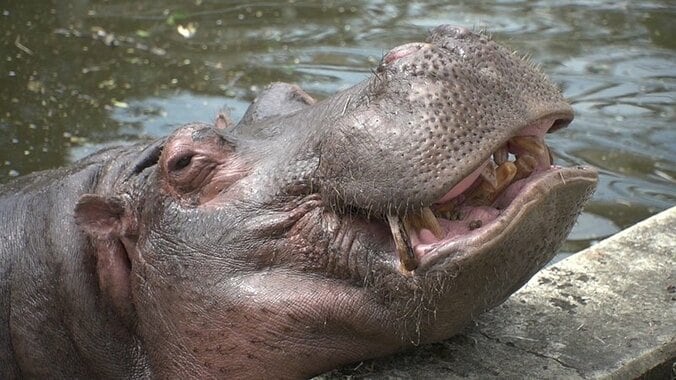 動物たちの可愛すぎる“食事タイム”に密着！ ホワイトタイガーこだわりのディナーとは？ 2枚目