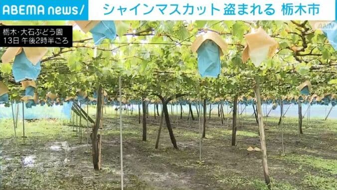 栃木・大石ぶどう園