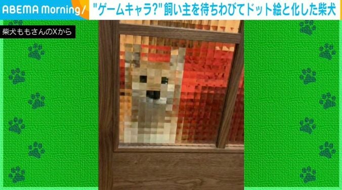 柴犬のももちゃん