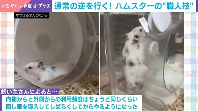 ゴールデンハムスターのピケちゃん