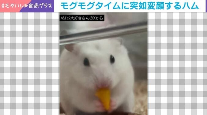 食事中に突如“変顔”するハムスター