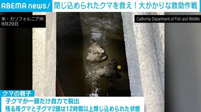 子グマ