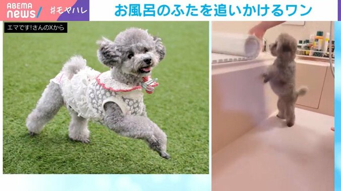 トイ・プードルのエマちゃん