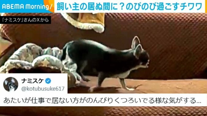 チワワのこつぶちゃん（6歳）