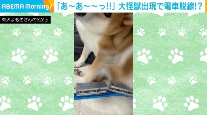 柴犬のよもぎくん