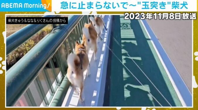 柴犬3匹