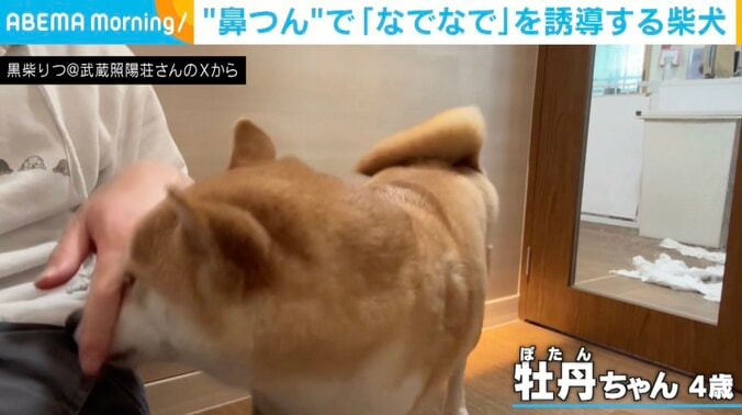 柴犬の牡丹ちゃん