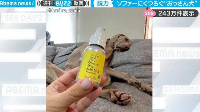 “商品の使い方”動画を撮るつもりが… ソファにくつろぐ「おっさん犬」動画になってしまって一切頭に入ってこない 1枚目